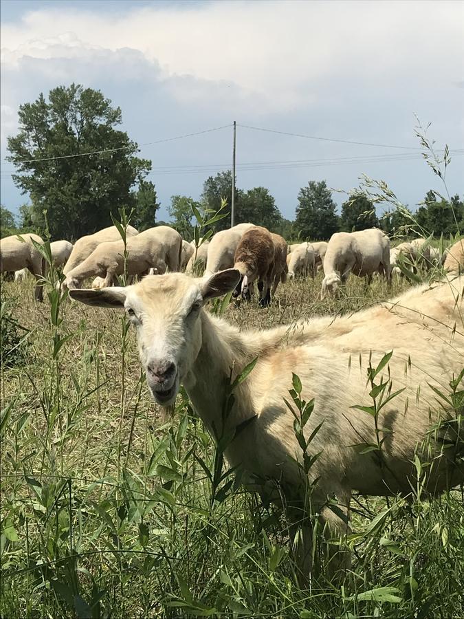 Agriturismo Corte Salandini Hotel Понти Сул Минчо Екстериор снимка